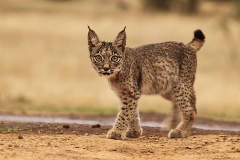 Lince