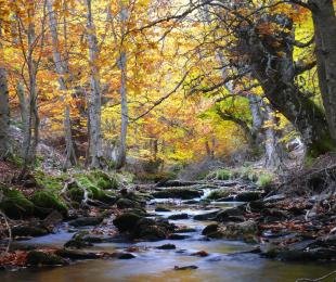 Hayedo de Tejera Negra. Foto: Gregorio Cerezo