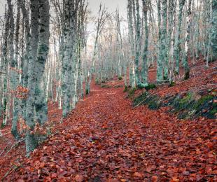 Senda de Carretas. Foto: Gregorio Cerezo