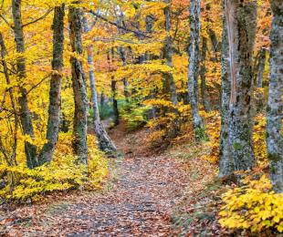 Senda de Carretas. Foto: Gregorio Cerezo