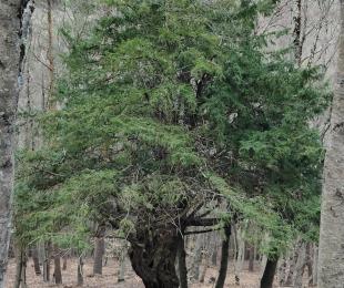 Tejo centenario. Foto: Alfanhui