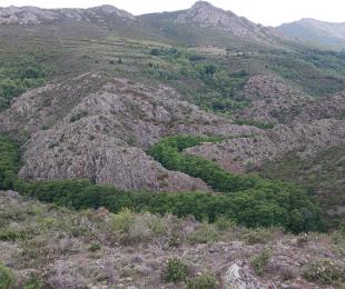 Meandros y alisedas del río Pelagallinas