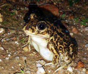 Anfibios