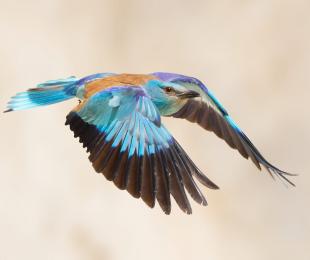Carraca, foto: Josué de Esteban