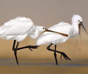 Espátulas, foto: Josué De Esteban