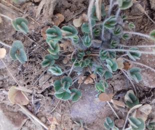 M. strigosa