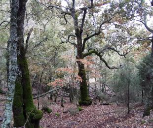 Bosque