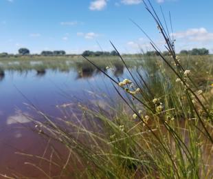 Laguna de Horcajo