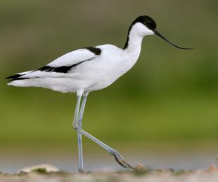 Avoceta, foto: Josué De Esteban