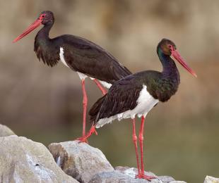 Cigüeña negra, foto: Josué De Esteban