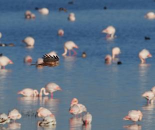 Aguilucho lagunero, foto: Josué De Esteban