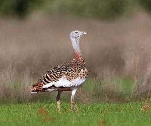 Avutarda, foto: Josué De Esteban