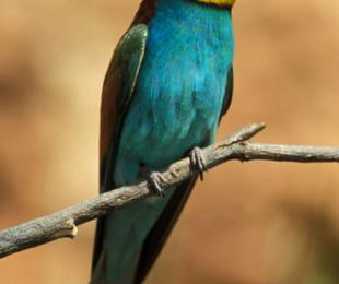 Avejaruco