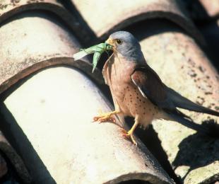 Falco naumanni
