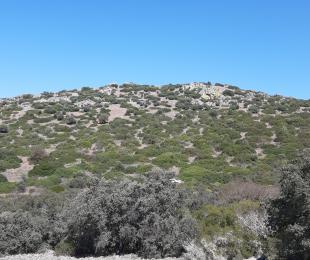 Panorámica picón