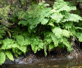Osmunda