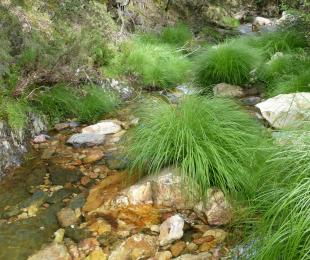 Carex