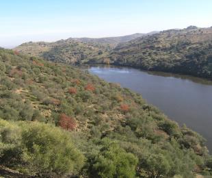 Tajo