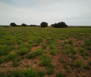 Sisymbrium