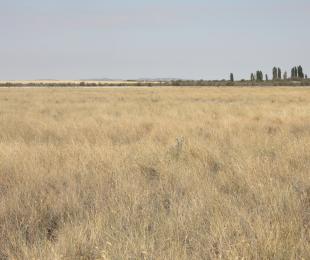 Albardinar 2