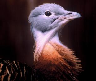 Avutarda
