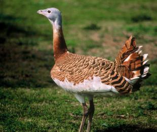 Avutarda 2