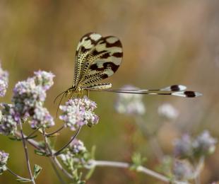 Duende Nemoptera