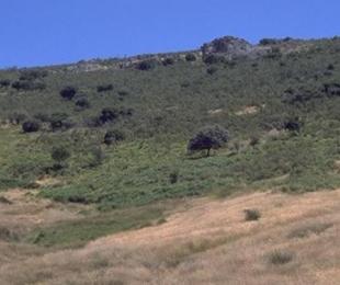 Bonal de la SIerra de Hontanar