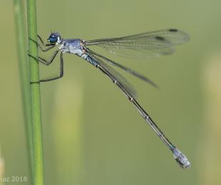 Barnaclas cariblancas en la laguna de Manjavacas (junio de 2018)