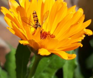 Caléndula avispada