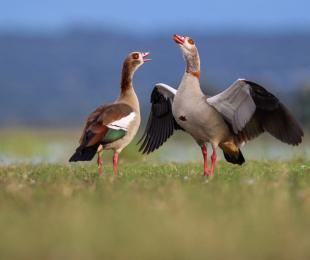 CONCORDIA. David Martin Reinaldos