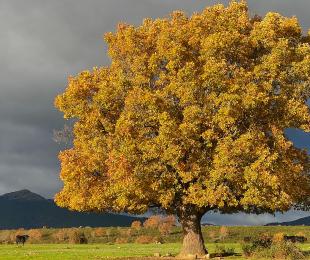 Roble. Marta Romero Llot