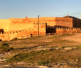 castilloa.png