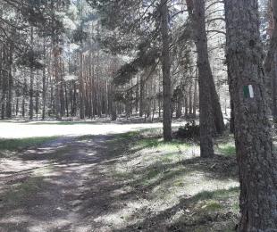 pinar.jpg