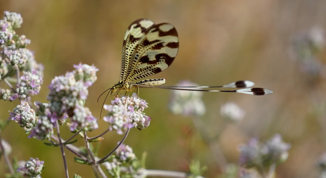 Duende Nemoptera