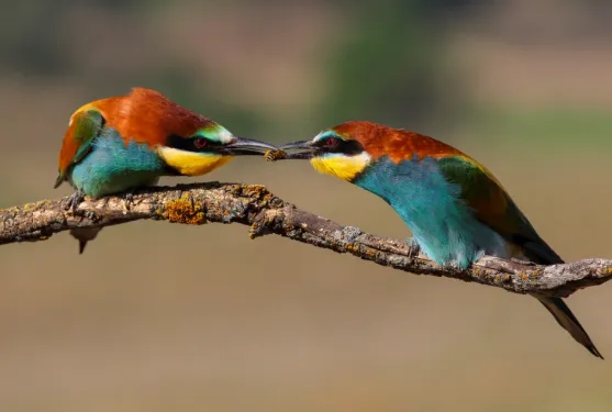 OFRENDAS.Miriam Blas Nombela