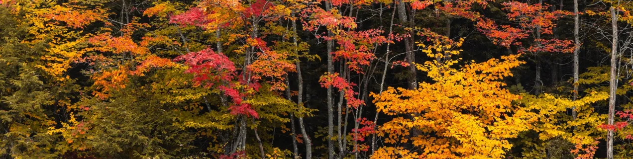 Red Natura 2000