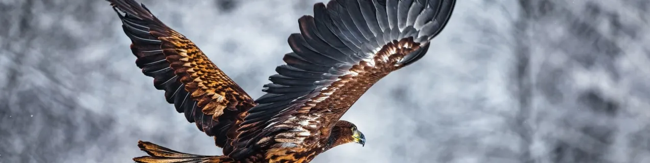 aguila
