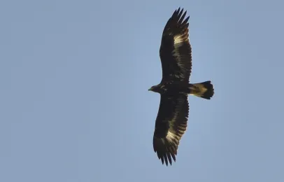 Águila real