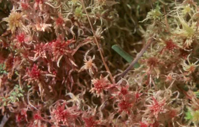 sphagnum_capillifolium.jpg