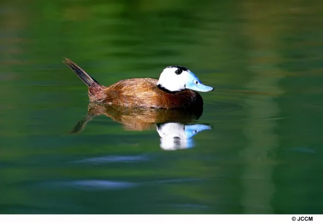 Malvasia cabeciblanca