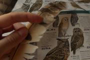 8. Fauna invisible, huellas y rastros.