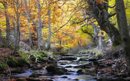 Hayedo de Tejera Negra. Foto: Gregorio Cerezo