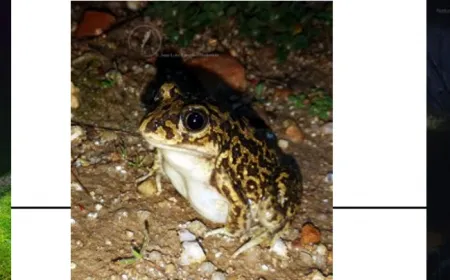 Anfibios