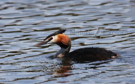 Dia Aves Migratorias