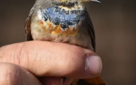 anillamiento-de-aves-